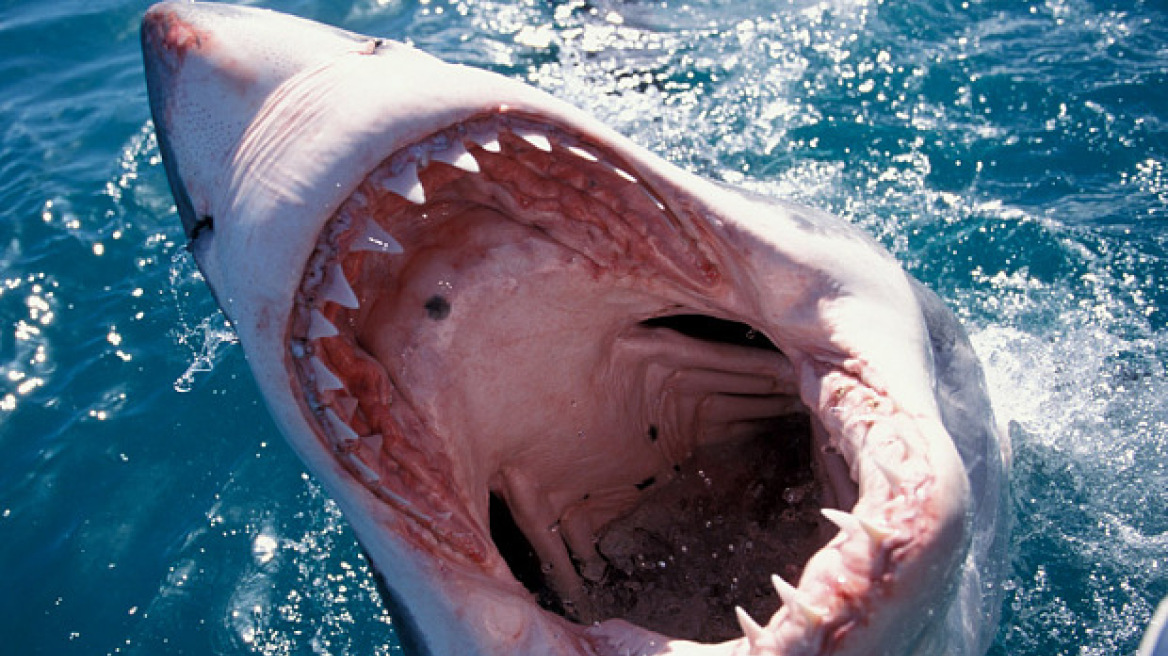 Σκληρές εικόνες: Πήγε για ψάρεμα και κατέληξε στο στόμα ενός καρχαρία!